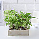 Jade N Money Plant Wooden Base Terrarium