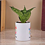 Sansevieria Snake Plant in White Ceramic Pot