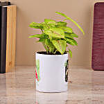 Syngonium Plant in White Color Ceramic Pot