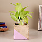 Green Money Plant In Aesthetic Wood Pot