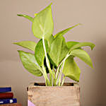 Green Money Plant In Aesthetic Wood Pot