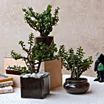 Beautiful Three Jade Plants Set