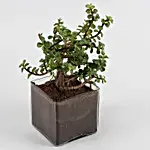 Beautiful Three Jade Plants Set