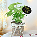 Diwali Prosperity Syngonium Foliage