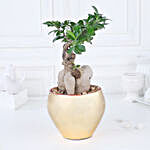 Golden Serenity with Ficus Bonsai