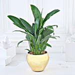 Gold Harmony with Peace Lily