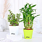 Bamboo & Jade Plant Set