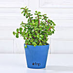 Lively Jade Plant in Blue Plastic Pot