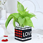 Money Plant Love Gift