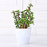Jade Sansevieria Bamboo N Syngonium Plant Set