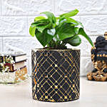 Money Plant In Abstract Beauty Pot