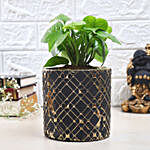 Money Plant In Abstract Beauty Pot