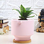 Sanseveiria Plant In Designer Pink Pot