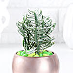 Pedilanthus Serenity Plant Gift