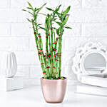 Spiraled Zen Bamboo Plant