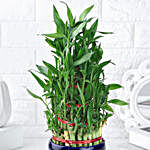 5-Layer Lucky Bamboo Plant