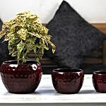 Textured Design Orchid Pot Set
