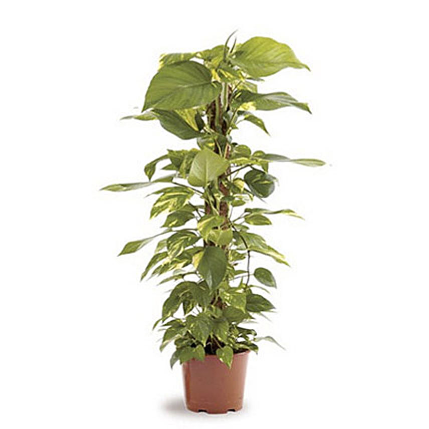 Epipremnum Plant