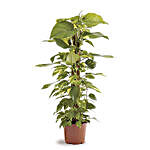 Epipremnum Plant