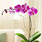 Purple Orchid Plant In Glass Vase