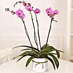 Luxury Pink Phalaenopsis Orchid