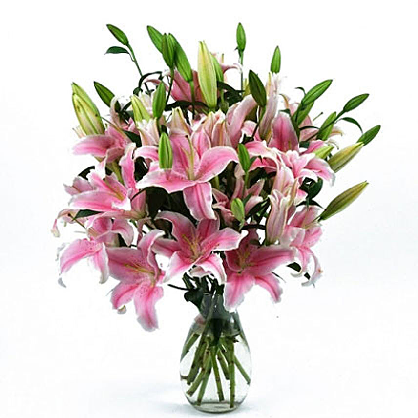 20 Pink Oriental Lilies