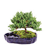 Zen Reflections Juniper Bonsai Plant