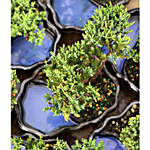 Zen Reflections Juniper Bonsai Plant