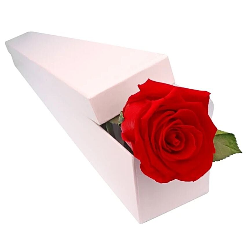 /images/pr/australia/l/v20250121111030/timeless-passion-rose_1.jpg