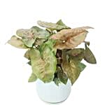 Syngonium In Sea Foam Pot