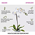 /images/pr/bahrain/l/v20250105192343/white-orchid-plant-in-glass-vase_2.jpg