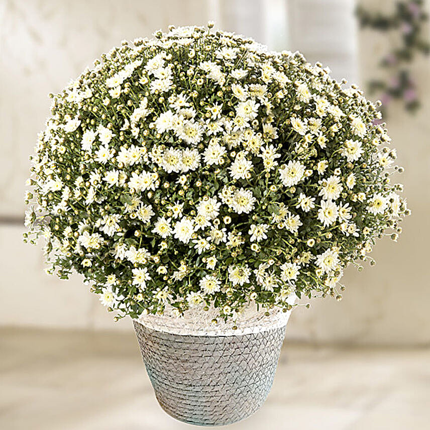 /images/pr/germany/l/v20221123111513/white-chrysanthemums-in-sea-grass-basket_1.jpg