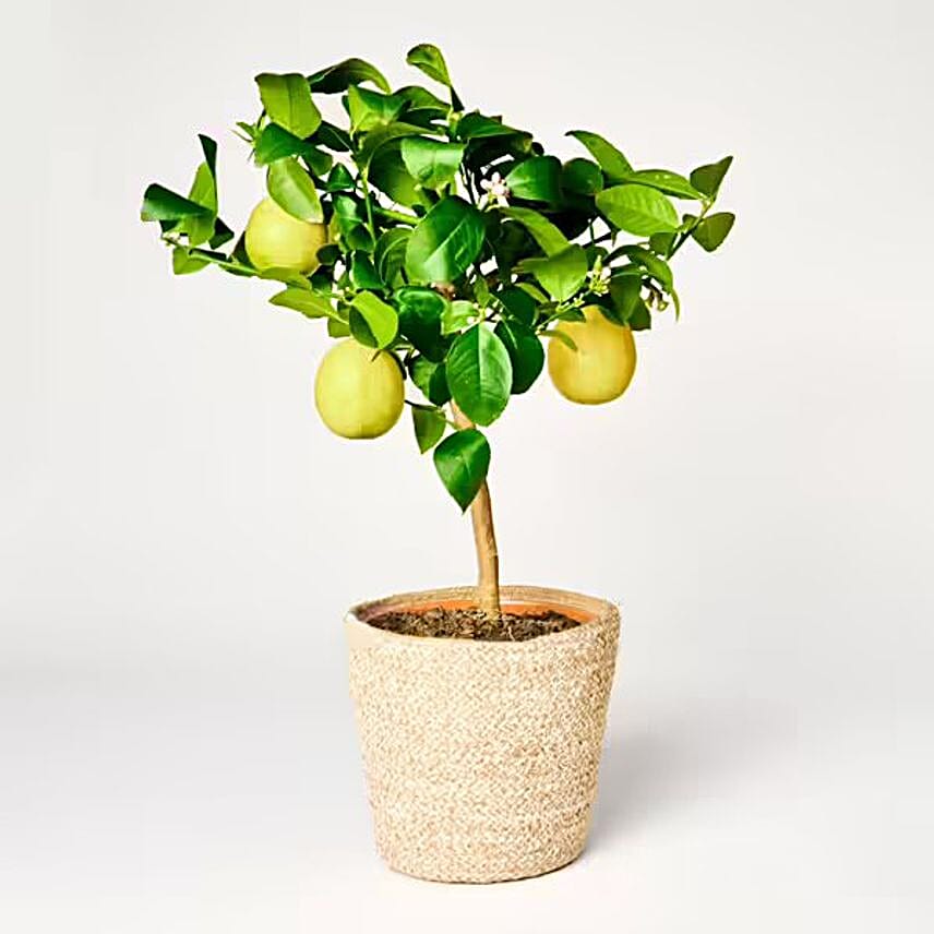 /images/pr/germany/l/v20240930151700/lemon-tree_1.jpg