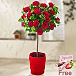 Red Rose Bush With Ferrero Yogurette