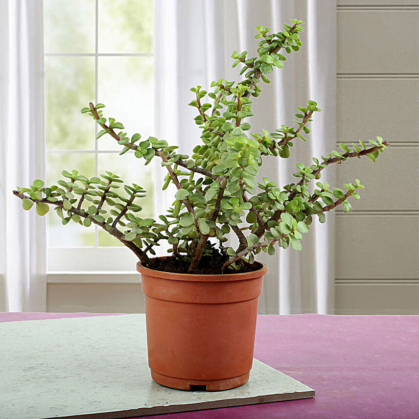 /images/pr/l/v20180518121834/beautiful-jade-plant_1.jpg