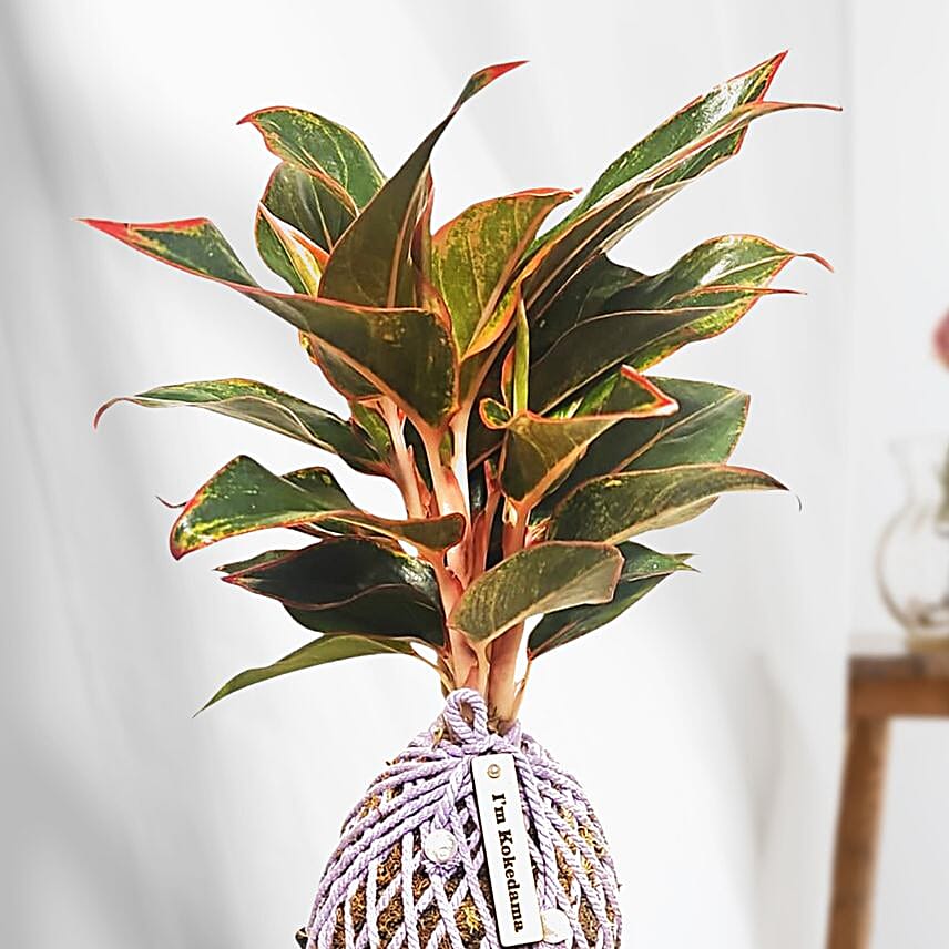 Buy/Send Table Palm Plant Kokedama Style Setup Online- FNP