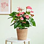 Anthurium Andreanum Pink Flamingo Plant