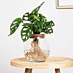 Monstera Adansonii Plant Convex Glass Bowl