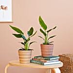 Strelitzia Plant Duo
