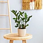 Zamioculcas Zamiifolia Zz Plant
