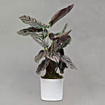 /images/pr/qatar/l/v20220606183104/calathea-sanderiana-plant-white-pot_1.jpg