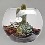 /images/pr/qatar/l/v20220606183108/cactus-echeveria-plant-fish-bowl_1.jpg