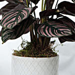 /images/pr/qatar/l/v20220606183156/calathea-sanderiana-plant-white-pot_2.jpg