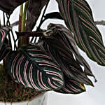 /images/pr/qatar/l/v20220606183156/calathea-sanderiana-plant-white-pot_3.jpg