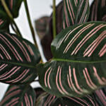 /images/pr/qatar/l/v20220606183156/calathea-sanderiana-plant-white-pot_4.jpg