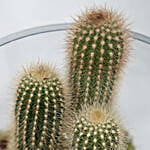 /images/pr/qatar/l/v20220606183200/cactus-echeveria-plant-fish-bowl_2.jpg