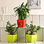 Lucky Bamboo Jade Plant Set