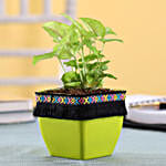 Plant In Lace Decorated Pot Online