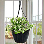 /images/pr/l/v20160915191724/white-pothos-plant_1.jpg
