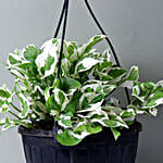 /images/pr/l/v20160915191725/white-pothos-plant_3.jpg